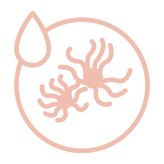 Hamamelis Virginiana Extract